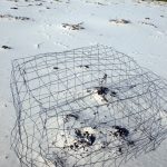 Cage around Hooded Plover nest to stop predators