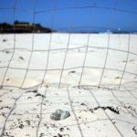 Caged Hooded Plover nest