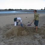 Raising the Sooty Oystercatcher nest