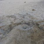 Raised Sooty Oystercatcher nest