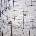 Anti-predation cage around Hooded Plover nest