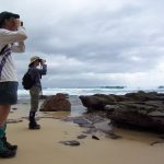 Looking for Hooded Plovers