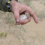 Banding a Little Tern chick