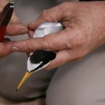 Banding/flagging a Little Tern
