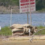 Sandbags ready for use on site