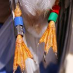 Banding a Little Tern