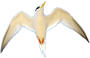 South Coast Shorebirds