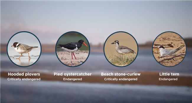 South Coast Shorebird Program