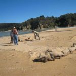 Sandbagging in anticipation of king tide.