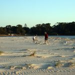 Volunteers marking out a nest site