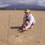 Helping set up a cage around Little Tern nest